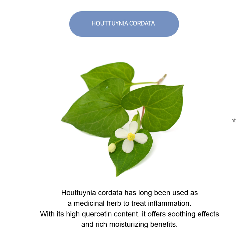 Hyaluronic Acid Houttuynia Cordata Cream