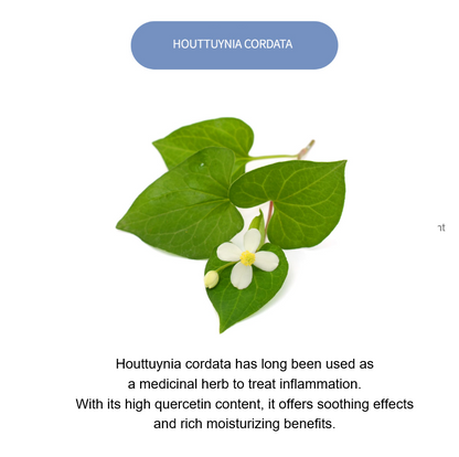 Hyaluronic Acid Houttuynia Cordata Cream