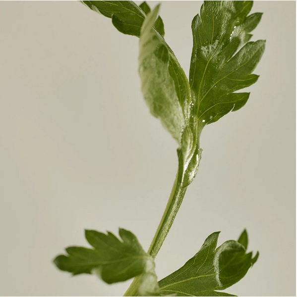 BEAUTY OF JOSEON - Matte Sun Stick : Mugwort+Camelia (SPF 50+ PA++++)